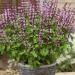 Ocimum Basil Cinnamon Herb Plant