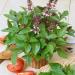 Basil Cinnamon Herb Seed