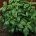 Ocimum Basilicum Genovese Basil