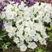 Campanula Carpatica White White Flowers