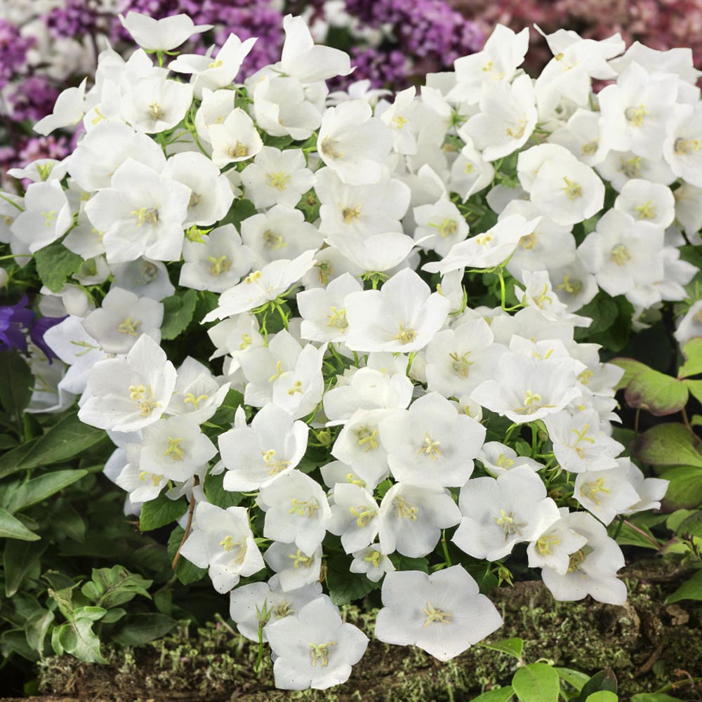 Campanula Carpatica Flower Seed - White Bellflower Seeds