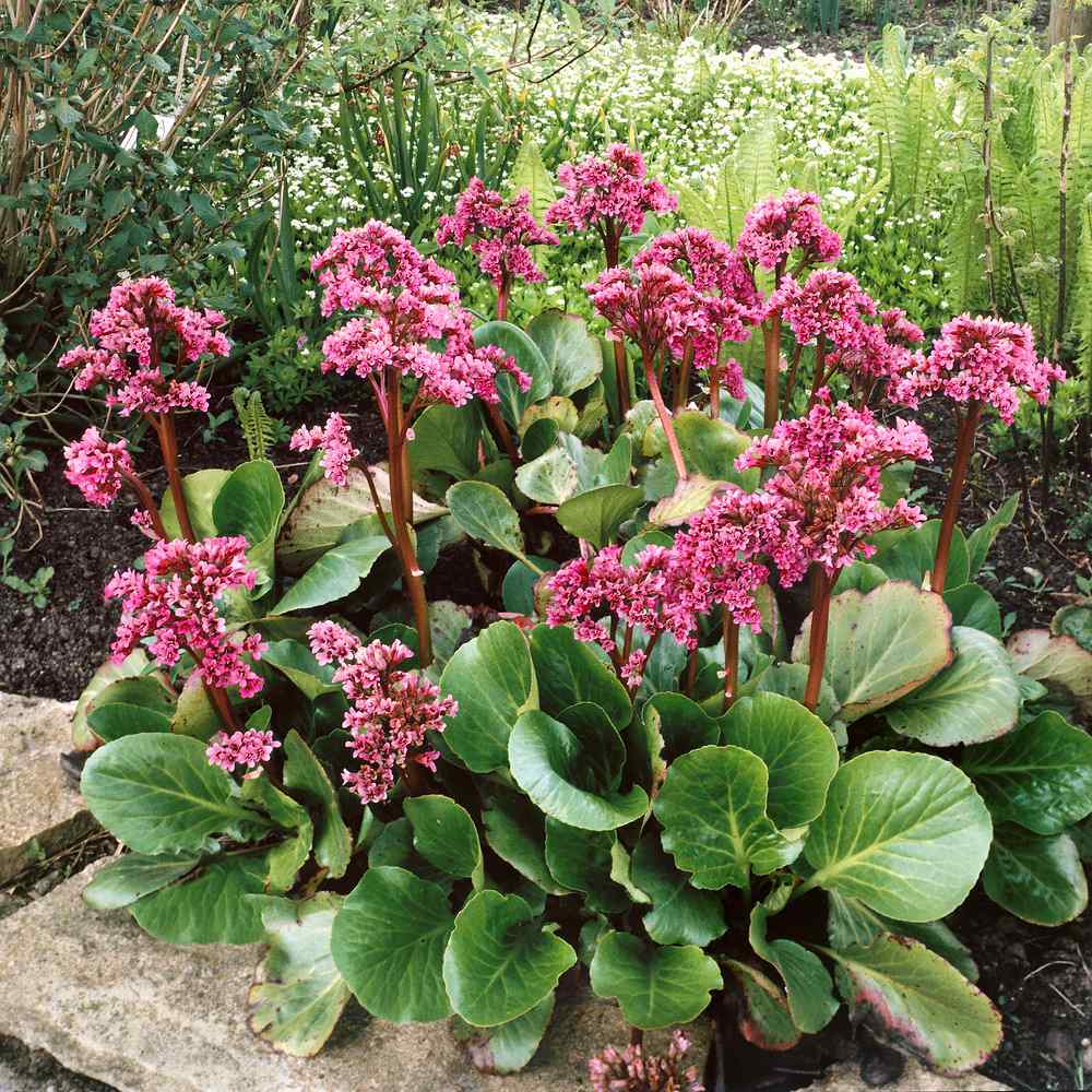 Pink Yarrow 400 Seeds Long Lasting Clusters of Small Pink/Purple