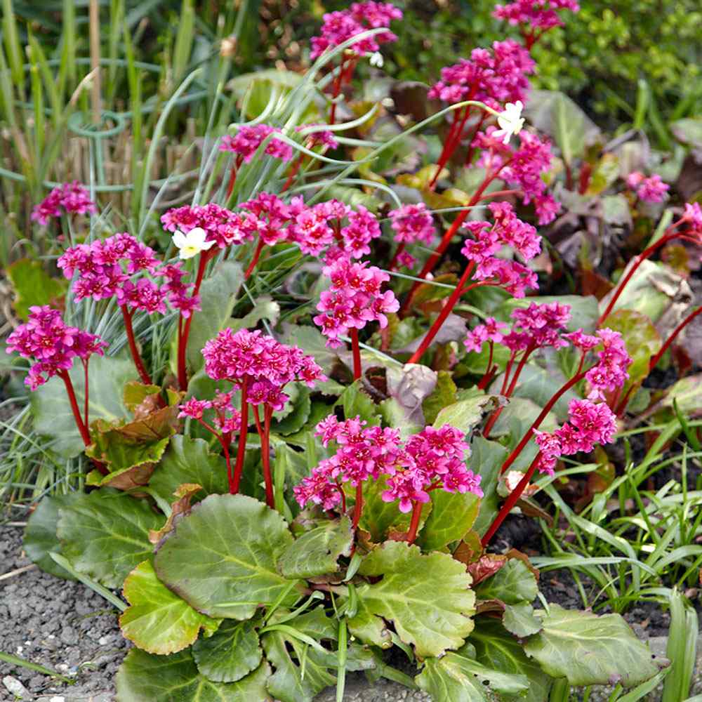 Bergenia Cordifolia Plant Seed