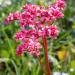 Bergenia Flower Bed