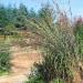 Big Bluestem Ornamental Grass