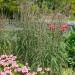 Big Bluestem Native Grass