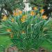 Strelitzia Reginae Container Plants