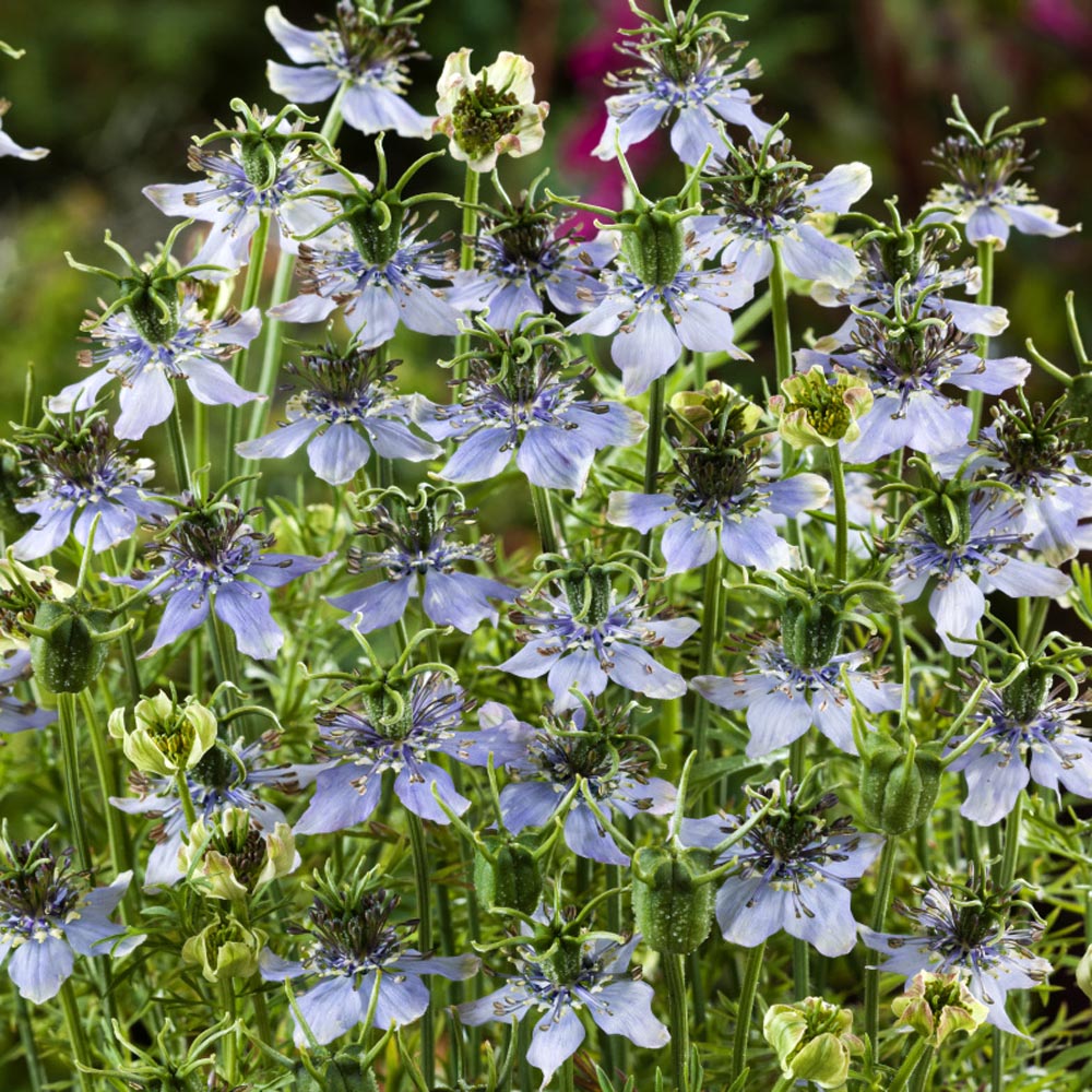 Ornamental Herb