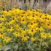 Black-Eyed Susan Plants