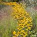 Rudbeckia Hirta Wild Flower Seeds