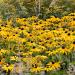 Rudbeckia Hirta Flowers