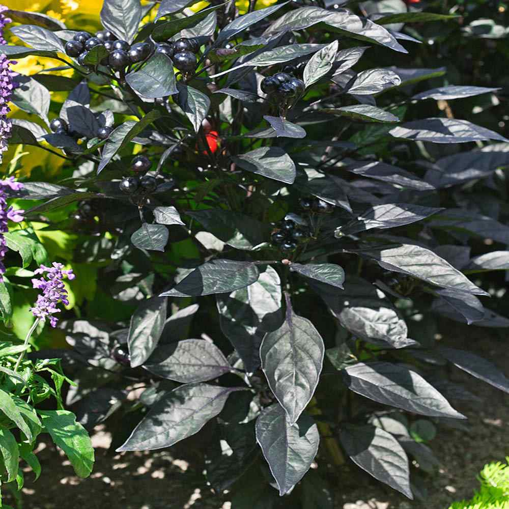 Ornamental Pepper Black Pearl