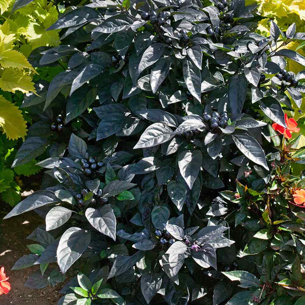 Capsicum Black Pearl Plant