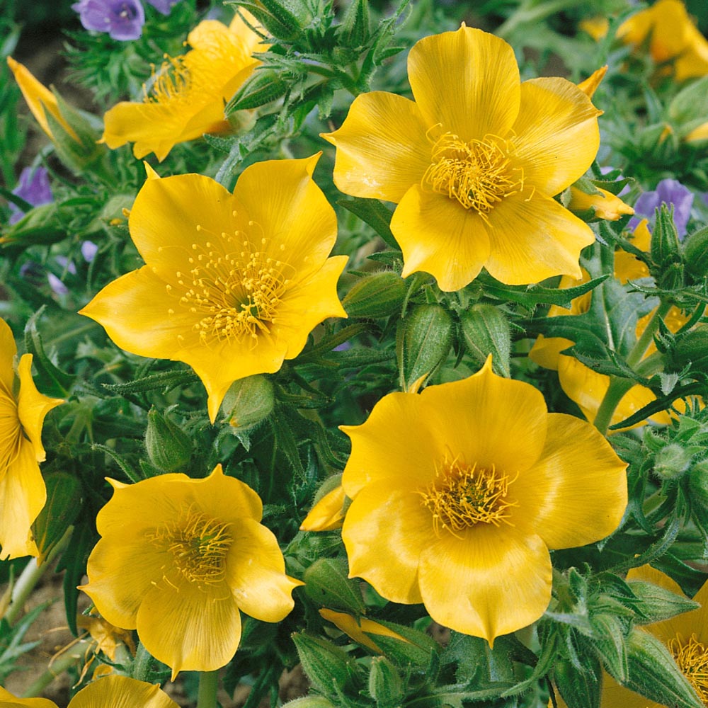 Mentzelia Lindleyi Flowers