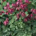 Fringed Bleeding Heart Plant