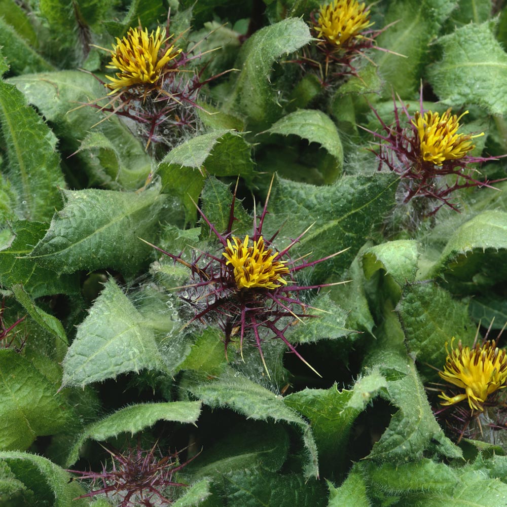 Blessed Thistle Plant