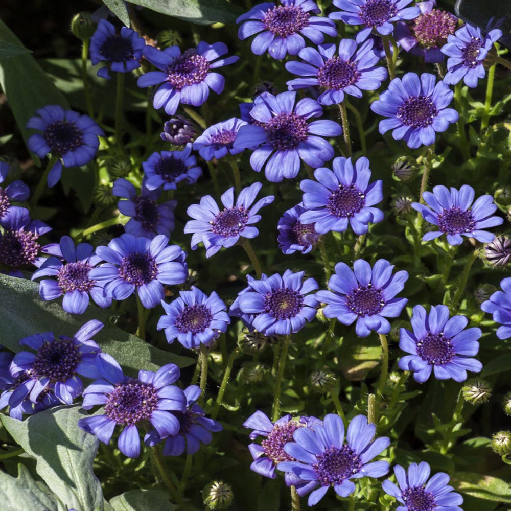 FELICIA NEW 30 LONG LASTING ANNUAL BLUES BLUE DAISY  FLOWER SEEDS 