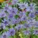 Felicia Heterophylla Blue Flowers