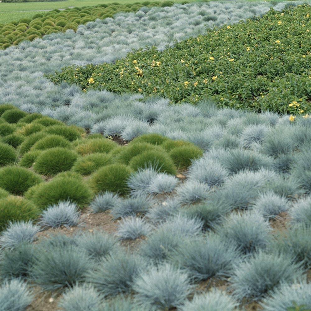 Blue Fescue Ornamental Grasses