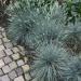 Blue Fescue Ornamental Grass Plants