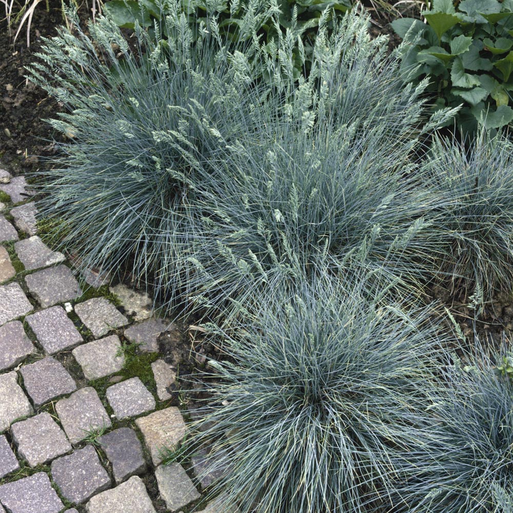 Ornamental Garden Grass