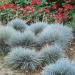 Festuca Cinerea Glauca Varna