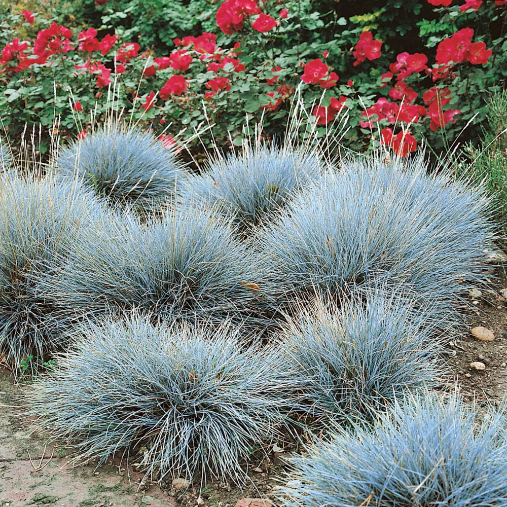 2x 1 Litre Pots Festuca Glauca Blue Fescue GRASS plants 2 Ornamental Grasses 