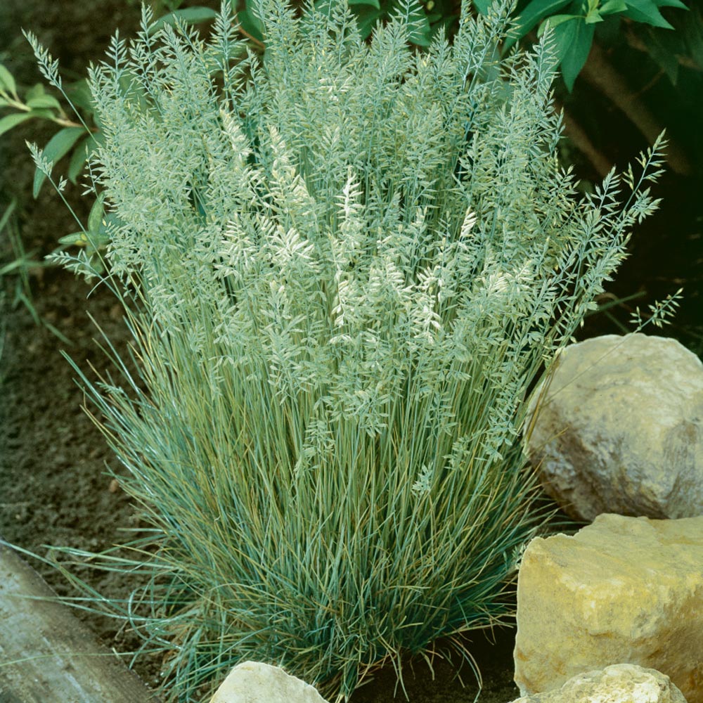 Origins Of The Blue Hair Grass