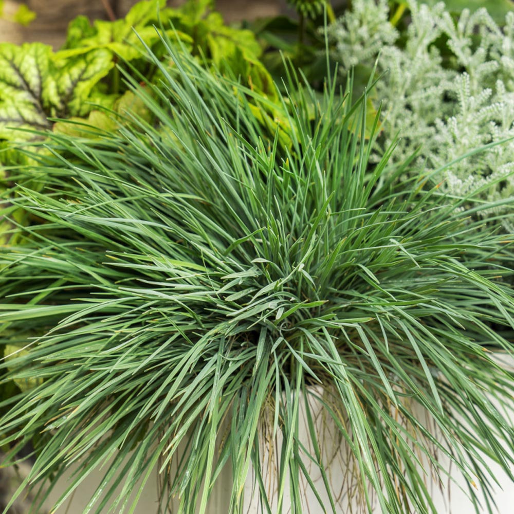 Blue Hair Grass Seeds