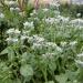 White Borage Herb Garden