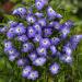 Browallia Americana Blue Flowers