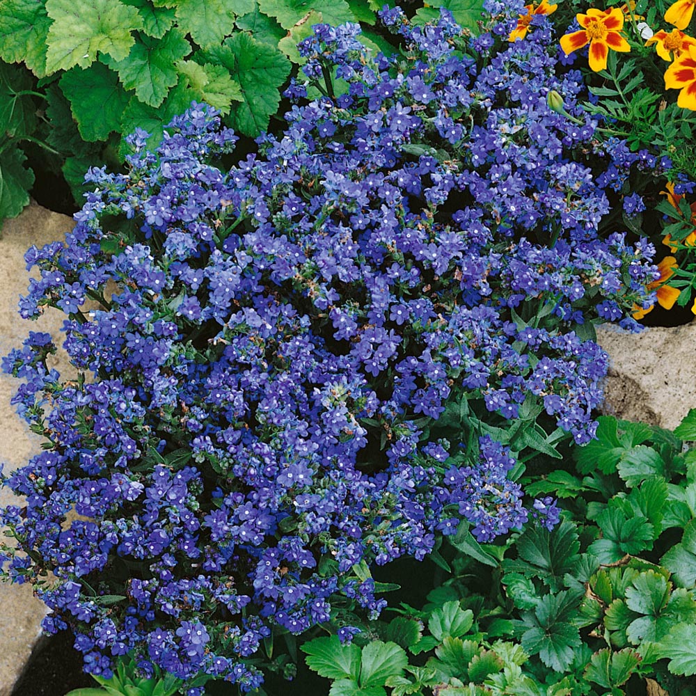 100gram Anchusa Capensis Seeds Blue Italian Alkanet Bugloss Heirloom Flower Herb 