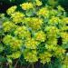 Bupleurum Herb Plant