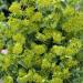 Hare's Ear Garden Flowers