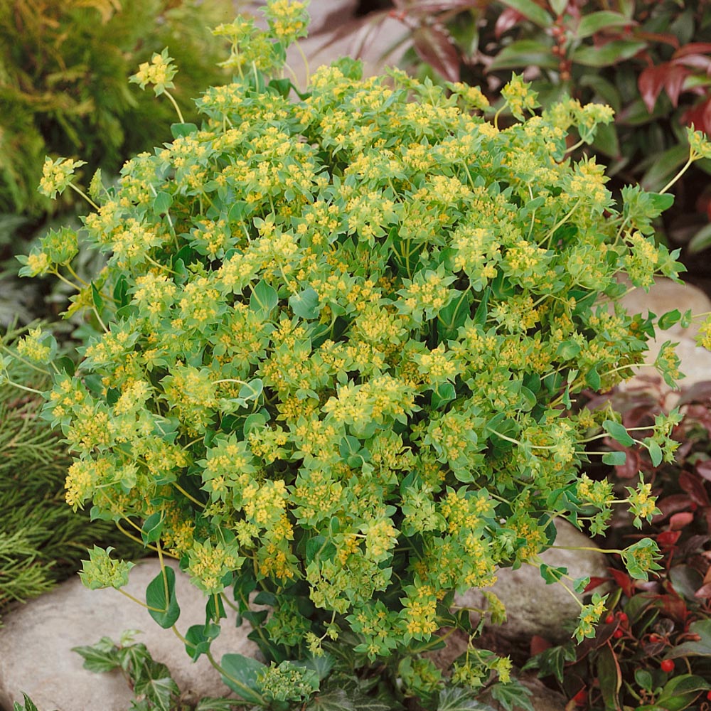 Bupleurum Rotundifolium Griffithlii Hare's Ear- 50 Seeds Bupleurum Rotundifolium Griffithlii Hare's Ear- 50 Seeds