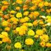 Calendula Fruit Twist Flower Mix