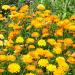 Calendula Fruit Twist Seed Mixture