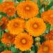 Calendula Geisha Wild Flowers