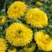 Calendula Officinalis Golden Emperor Yellow Flowers