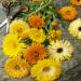 calendula seeds mix