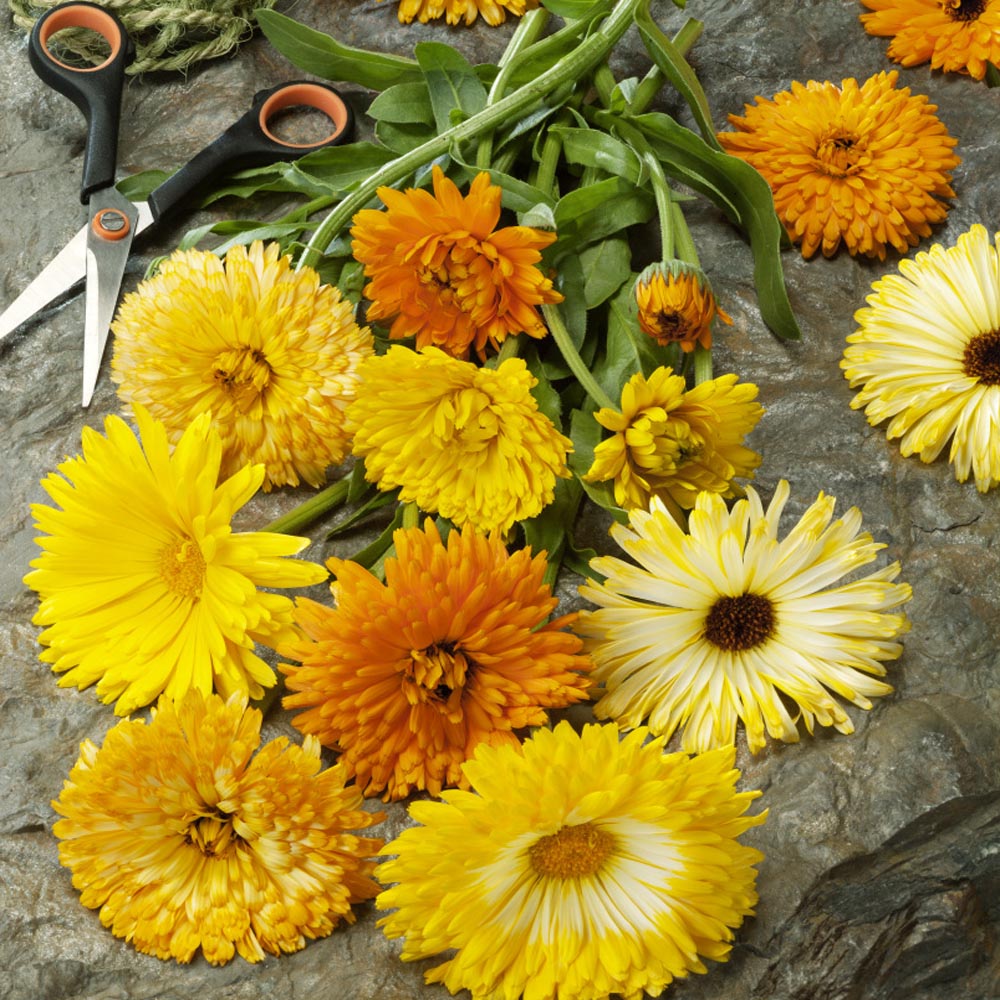 Calendula Container Flower Mix