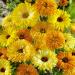 Calendula Cut Flower Mix