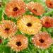 Calendula Orange Flash Flower Seeds