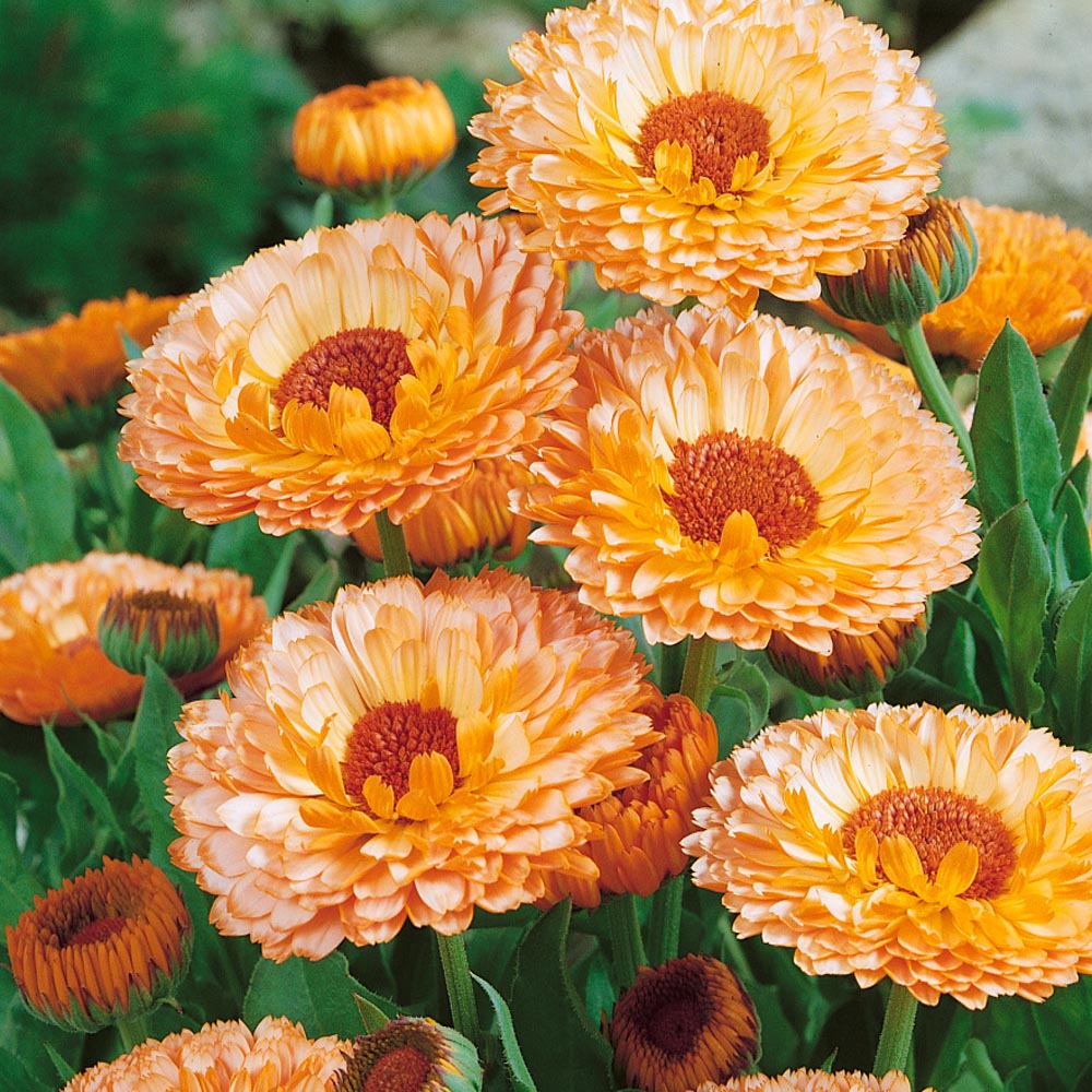 Outsidepride Calendula Pink Surprise - 1000 Seeds