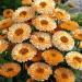 Calendula Pink Surprise Container Flowers