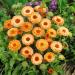 pink pot marigold flowers