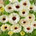 Calendula Snow White Flowers