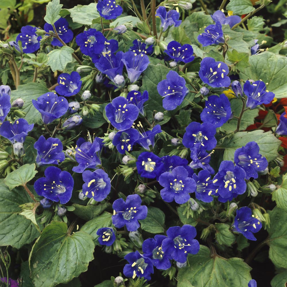 California bluebell deals
