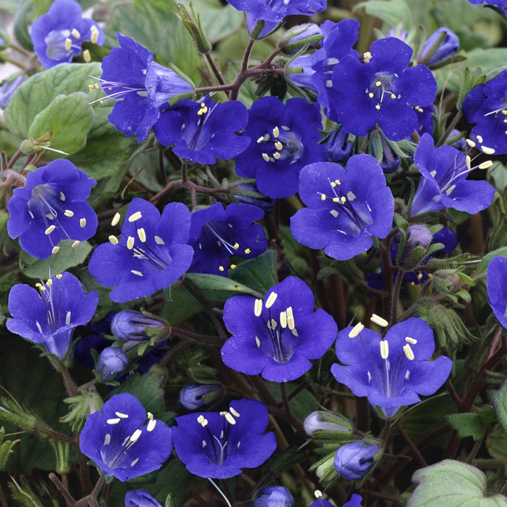 California Bluebell Wild Flowers