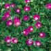 Callirhoe Ground Cover Seeds